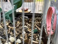 Hamster qəfəsi – tam dəst

15 ədədi qab qaşıg satıram — снимка 5