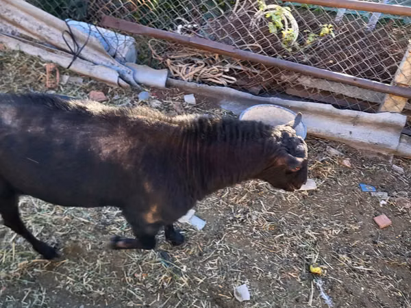 Billy Goat, Goats — Moldova
