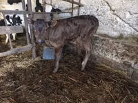 Toro, Russian Black pied cattle — foto 8