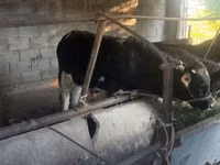 सांड, Russian Black pied cattle — फ़ोटो 1