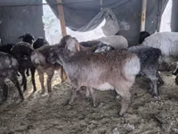Ovan, Hissar sheep — fotografija 2