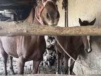 Madyan, Atlar — foto 6