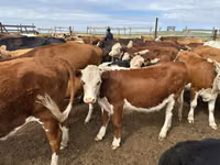 Vache, Bovins — photo 4