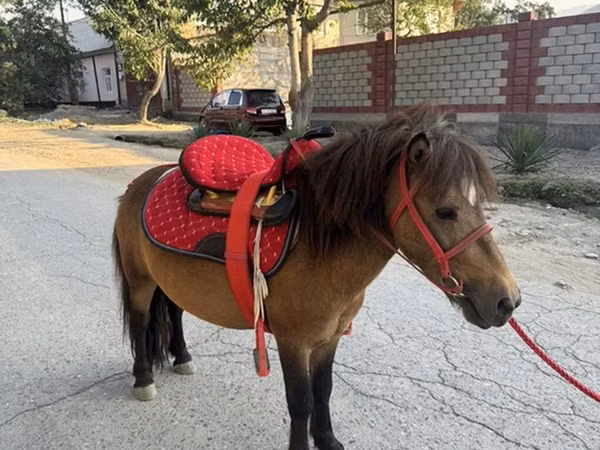 Horse (M), Horses — Kyrgyzstan