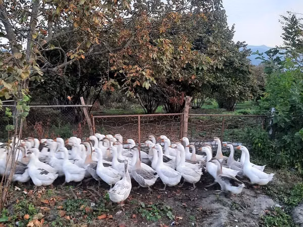 Geese — Azerbajdzjan