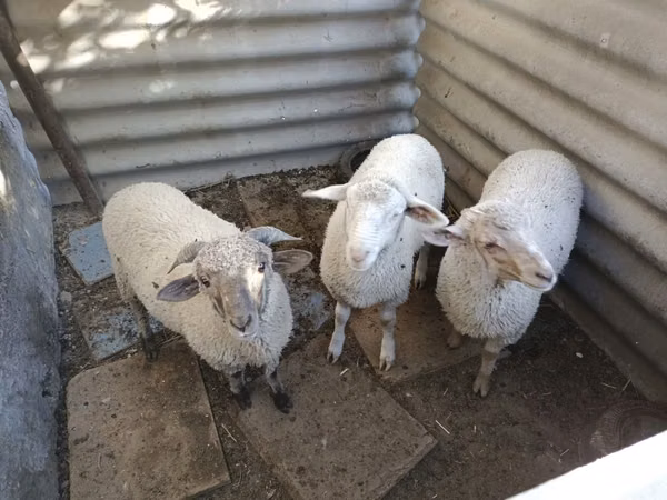 숫양, Yecheng sheep