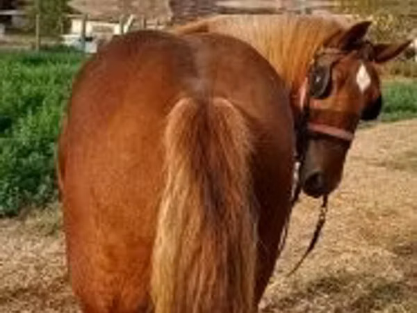 Horse (M), Horses