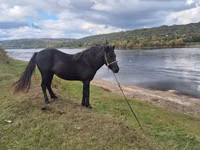 Kuda betina, Horses — foto 2