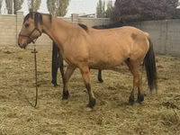 مادیان, Kyrgyz Horse — عکس 3