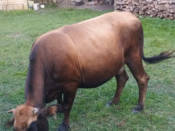 Vache, Bovins — Azerbaïdjan