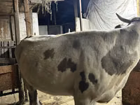 Vaca, Raza Alatau — foto 4