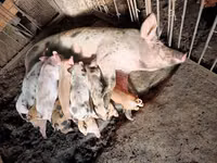 Boar, Pigs — photo 2