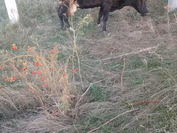 Cow, Cattle — Moldova