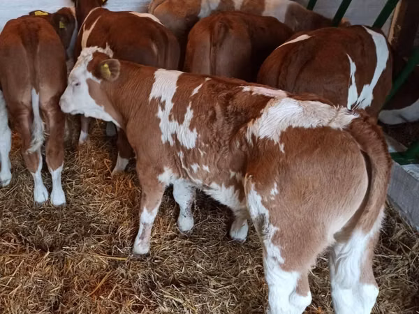 أبقار (دفعة، الجنس غير محدد), Simmental cattle