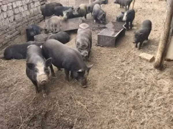 ნეზვი, 