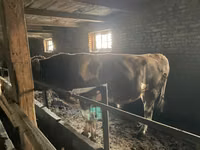 Banteng, Cattle — foto 1