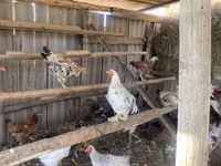 Chickens — sawirka 1