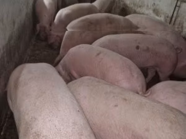 Babi (lot, jantina tidak dinyatakan), 