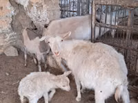 عنزة, Russian White goat — الصورة 3