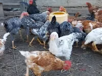 Chickens — foto 2