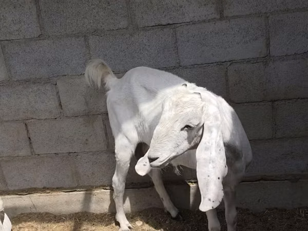 Echki, Beetal goats