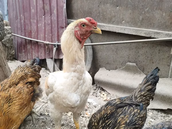 Chickens — Kyrgyzstan