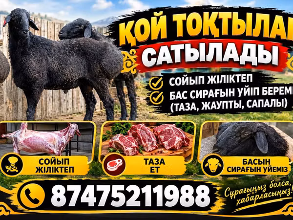 Ram, Sheep — Kazakhstan