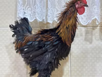 براهما — عکس 5