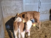 公牛, Simmental cattle — 照片 4