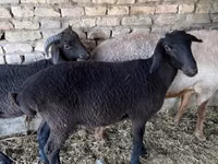 Baran, Owce — zdjęcie 1