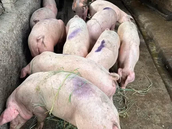 Sow, Pigs
