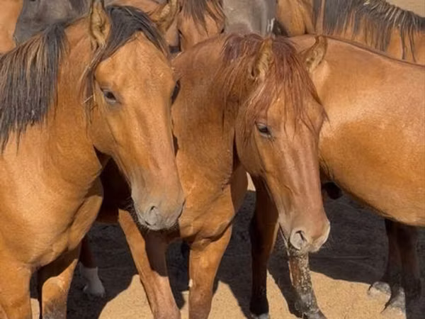 Horse (M), Mugalzhar horse