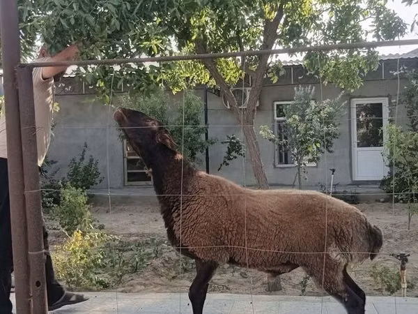 แกะตัวผู้, Blackheaded Persian sheep — อาเซอร์ไบจาน