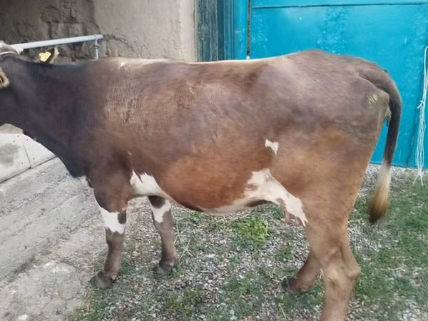 Cow, Cattle — Kyrgyzstan