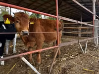 Bovinos (lote, sexo não especificado), Vaca Limousine — foto 4