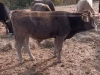 Boğa, Limuzin inek — foto 4