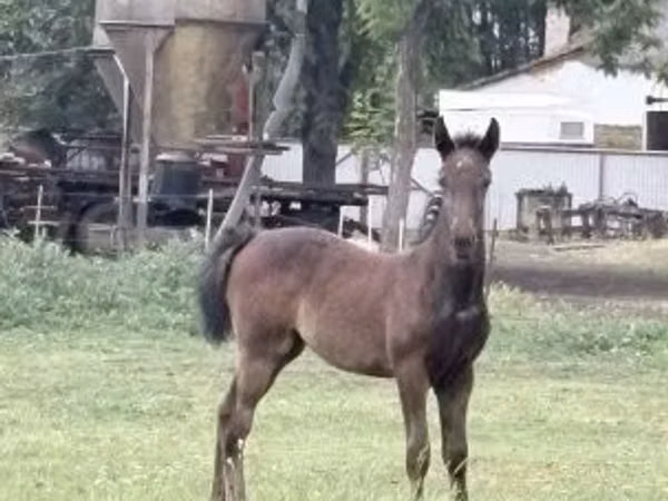 Mare, Lipizzaner