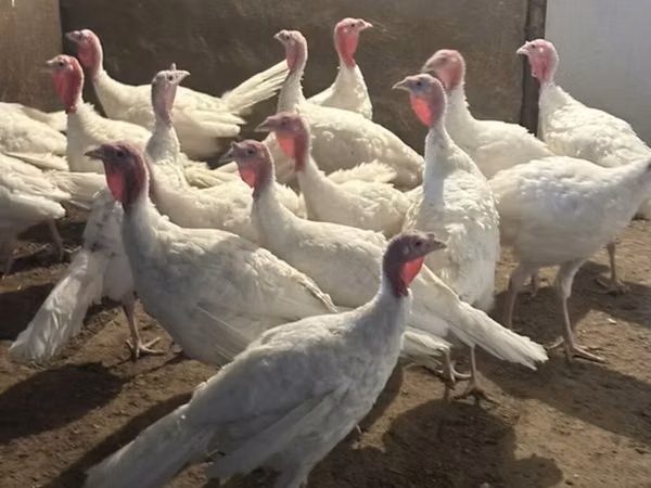 Turkeys — Azerbaijan