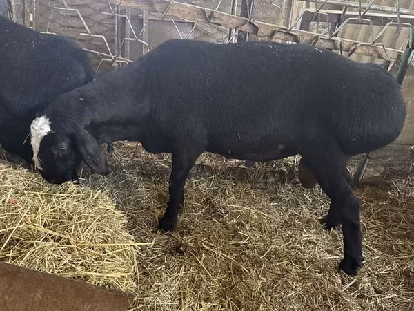 Kambing jantan, Sheep — Uzbekistan