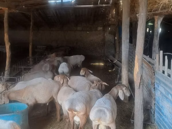 Ram, Sheep — Kyrgyzstan