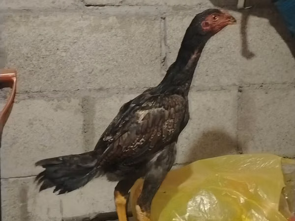 Chickens — কিরগিজিস্তান