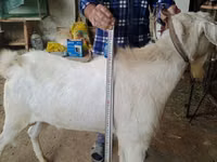 公山羊, Nubian Goat — 照片 2