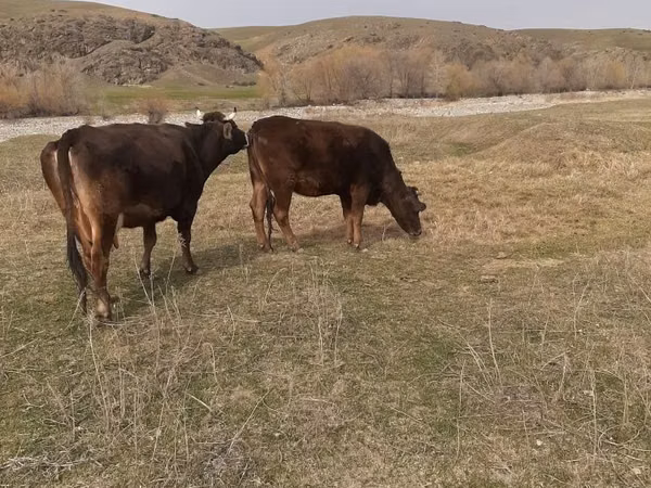 Cow, Swiss cattle — Kazakhstan