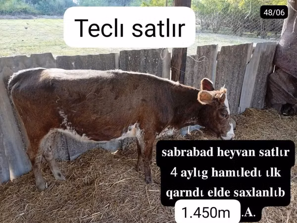 Cow, Cattle — Azerbaijan