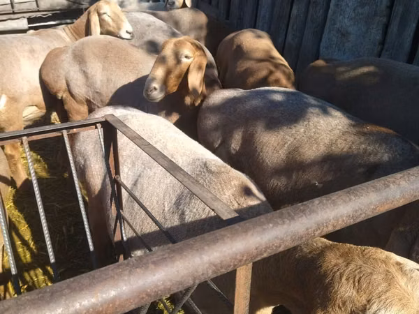 Sheep (batch, sex not specified), Arashan sheep