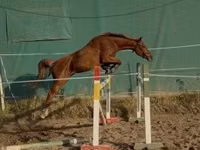 Kuda betina, Kisber felver — foto 1