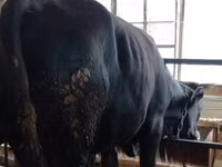 公牛, Alatau breed — 照片 1
