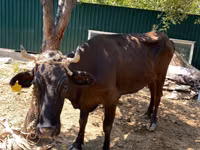 Vache, Bovins — photo 4