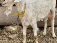 Ged, Saanen goat — foto 1