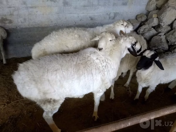 Ram, Sheep